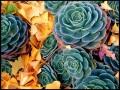 ColorfulSucculents