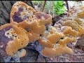 FungusIreland