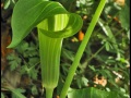 GreenLilyinSun