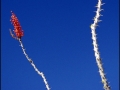 Ocotillo in bloom