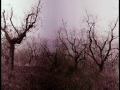 olive grove in fog