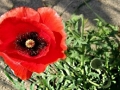 Poppys