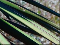 agave