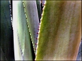 agave desert