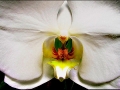 Desert white orchid