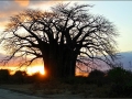 Baobob at sunrise