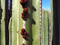 cactus berry