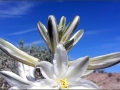 Desert white lilly