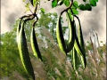 green seed pods