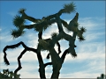 joshua tree