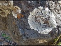 lichen