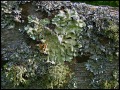 more lichen