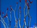 ocotillo blooming