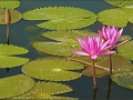 pink lily pods