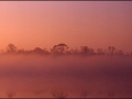 redfogsunrise