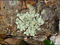 72 dpi jpg lichen