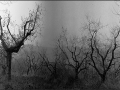 Fog envelopes olive trees