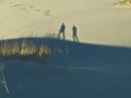 GoldtreesdesertGold