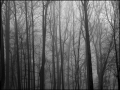 fog in woods