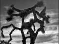 joshua tree