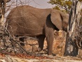 ElephantTreeEncounter