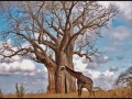 GiraffeTreeClouds