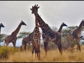 Giraffearray194