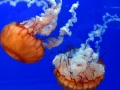 JellyfishDuo