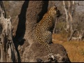 LeopardLookout