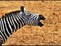 LoneZebra