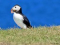 Puffin-1