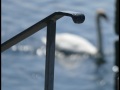 RailingSwan