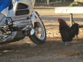 RoosterHitchhiking