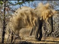 SandShowerSAfricaElephant