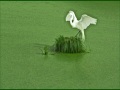 SwanGreenMarshTobascoSite2