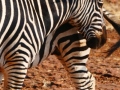 ZebrasTetATete