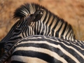 ZebrasTwosome