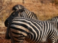 ZebrasTwosomeLS