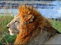 lionkingprofile